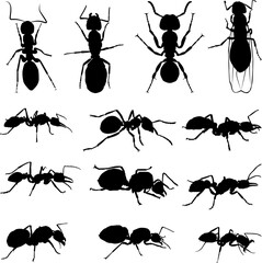 Silhouettes of various types of ants, Silhouettes of ants. thirteen ant silhouettes
