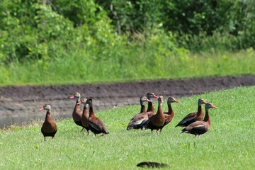 flock of black-bellied whistler ducks in grass