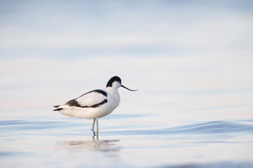 The pied avocet (Recurvirostra avosetta) at the river
