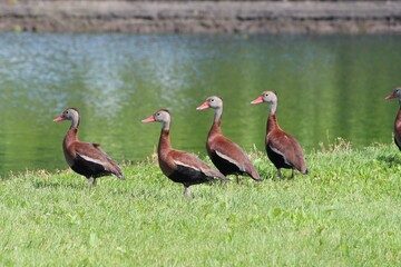 Obraz na płótnie Canvas group of Black-bellied Whistler Ducks
