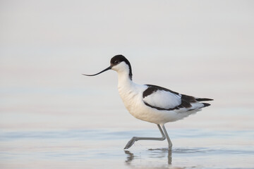 The pied avocet (Recurvirostra avosetta) at the river
