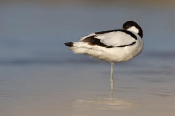 The pied avocet (Recurvirostra avosetta) at the river

