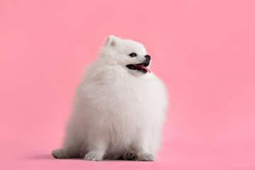 Dog breed pomeranian spitz funny sits on a red background