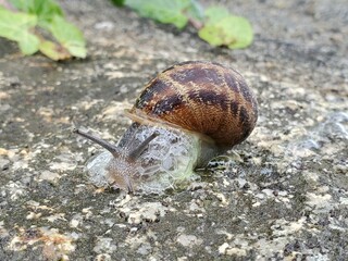 Snail Organism Terrestrial animal Snails and slugs Terrestrial plant Molluscs