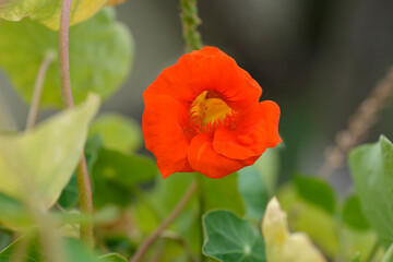 Fototapeta premium Garden nasturtium