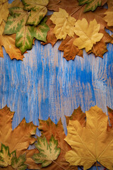 Autumn leaves Fall Rustic Wood Blue Background.