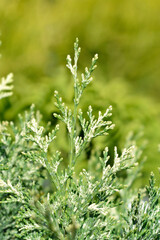 Lawsons Cypress Pearly Swirls