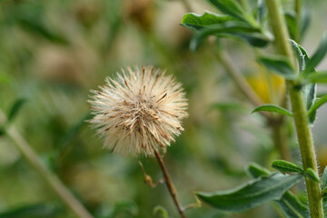 Lemonyellow false goldenaster