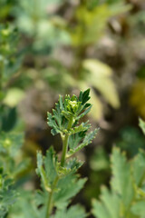 Variegated monkshood