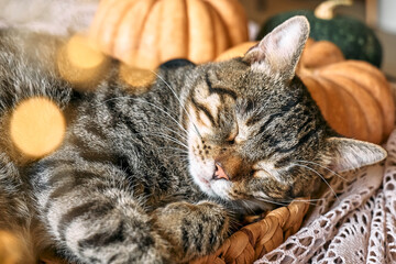 Cute tabby cat with pumpkin. Gray kitty sleeping hugging with pumpkin in wicker basket on woolen lace blanket. Fall mood, autumn vibes. Thanksgiving day.