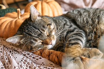 Cute tabby cat with pumpkin. Gray kitty sleeping hugging with pumpkin in wicker basket on woolen lace blanket. Fall mood, autumn vibes. Thanksgiving day.