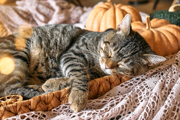Cute tabby cat with pumpkin. Gray kitty sleeping hugging with pumpkin in wicker basket on woolen lace blanket. Fall mood, autumn vibes. Thanksgiving day. © Caterina Trimarchi