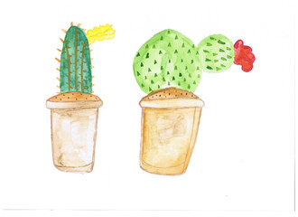 Watercolor drawing two blooming cactus
