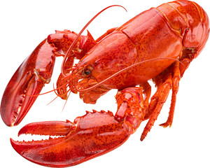 Red lobster isolated
