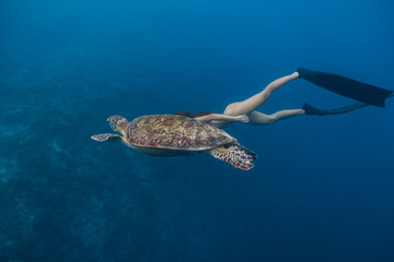 Lady freediver dives with a green sea turtle in the deep blue water.