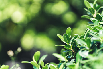 Closeup of green leaves in dark tones as natue background using as wallpaper background and cover page concept.