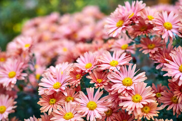 Fototapeta premium Blooming coral chrysanthemums in the garden. Close-up, selective focus