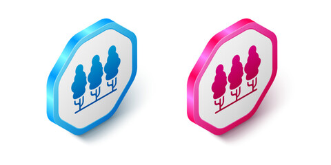 Isometric Fruit trees icon isolated on white background. Agricultural plant. Organic farm product. Fruit garden. Gardening theme. Hexagon button. Vector