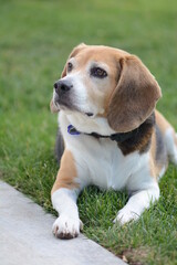 Beagle Dog Portrait Laying Down