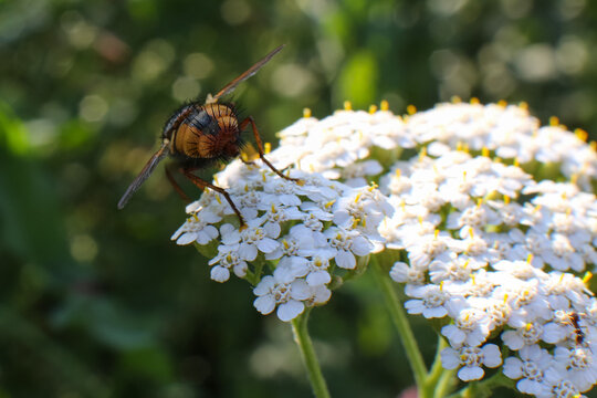 Floral blurred background, fly on yarrow flowers