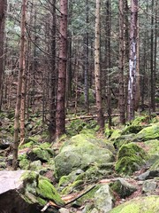 Trees with Many Stones