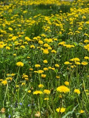 Yellow Field with Dandelion Flowers