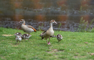 Amsterdam, Vondelpark at Netherlands. Ducks family on green grass next to blur pond background.