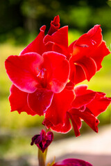 Obraz premium Red lily flower. Park plants.