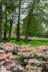 Amsterdam, Vondel Park at Netherlands. Rhododendron maximum, great laurel, people, nature. Vertical
