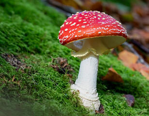 Agaric 2 - beautiful red and white mushroom in the sun 
