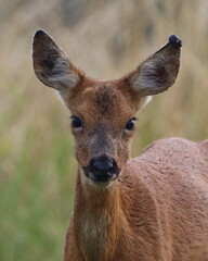 Roe Deer (Capreolus capreolus) close up portrait of a young deer. 