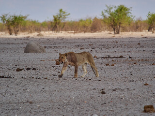 female lioness in the plains of Etosha National Park Namibia