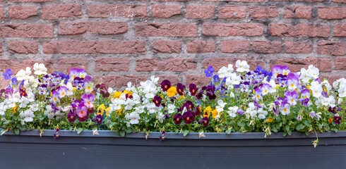 Pansies in parterre Netherlands, Holland. Red brick wall background.