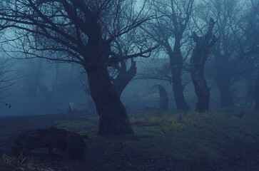 Spooky dark landscape showing forest in winter mist