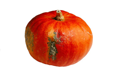 pumpkin on a transparent background