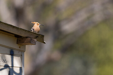 An Eurasian hoopoe (Upupa epops) perched on a roof.