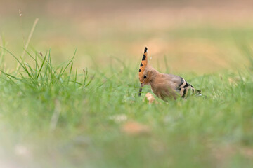 An Eurasian hoopoe (Upupa epops) foraging during the day on the ground.	