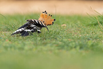 An Eurasian hoopoe (Upupa epops) foraging during the day on the ground.	