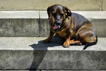 Thoroughbred dog is comfortably located on stone steps. Dog stuck out its tongue. Close-up. Selective focus.
