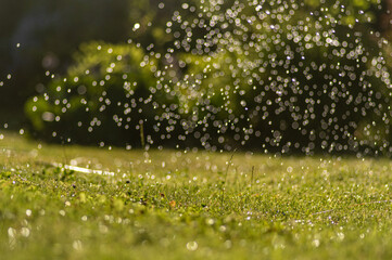 krople wody podczas podlewania ogrodu i trawnika - obrazy, fototapety, plakaty