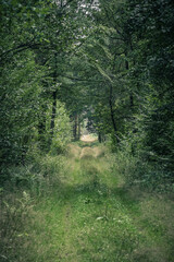 ścieżka w lesie z wyjściem z lasu - obrazy, fototapety, plakaty
