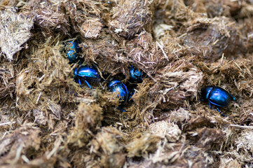 niebieskie chrząszcze gnojowe Geotrupes (Geotrupes) stercorarius