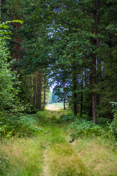 ścieżka w lesie z wyjściem z lasu