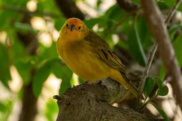 Atlantic Canary, a small Brazilian wild bird. The yellow canary Crithagra flaviventris is a small passerine bird in the finch family.	