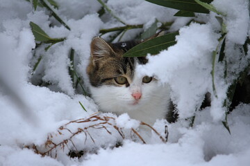 cat in snow