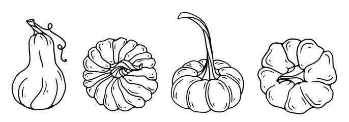 Set of botanical linear sketches of autumn pumpkins.Vector graphics