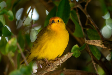 Atlantic Canary, a small Brazilian wild bird. The yellow canary Crithagra flaviventris is a small passerine bird in the finch family.	