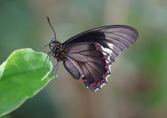 Goldrandsegler - Polydamas swallowtail