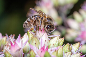 pszczoła miodna na różowych kwiatach - obrazy, fototapety, plakaty