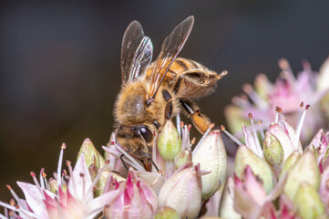 pszczoła miodna na różowych kwiatach - obrazy, fototapety, plakaty